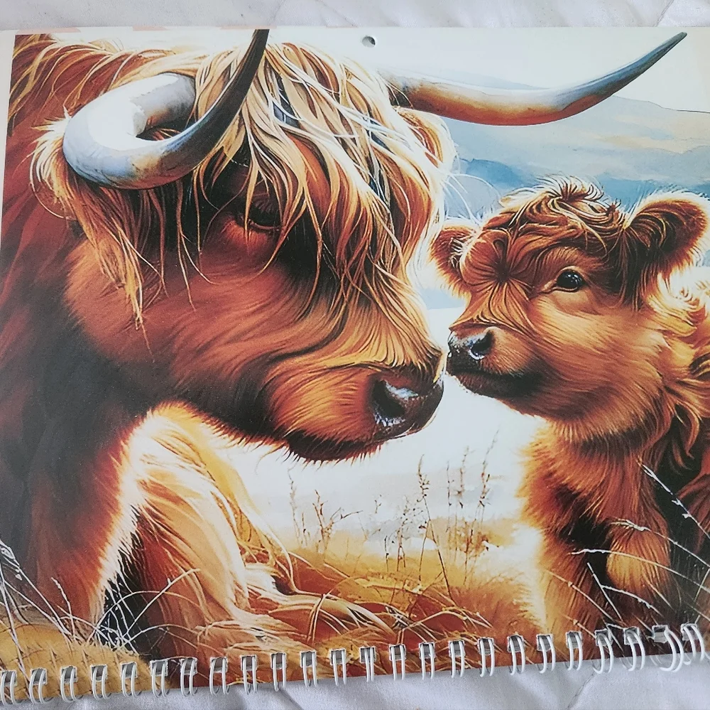 Highland Cow Calendar 2026 New 11